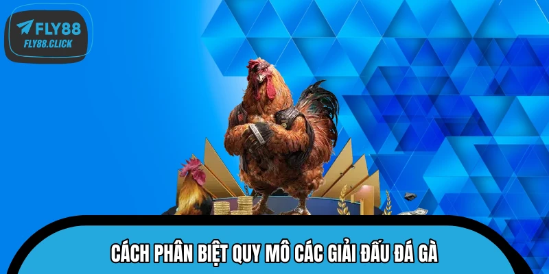 Cách phân biệt quy mô các giải đấu đá gà Cách phân biệt quy mô các giải đấu đá gà