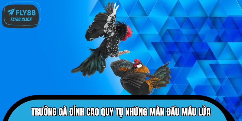 Trường gà đỉnh cao quy tụ những màn đấu máu lửa Trường gà đỉnh cao quy tụ những màn đấu máu lửa